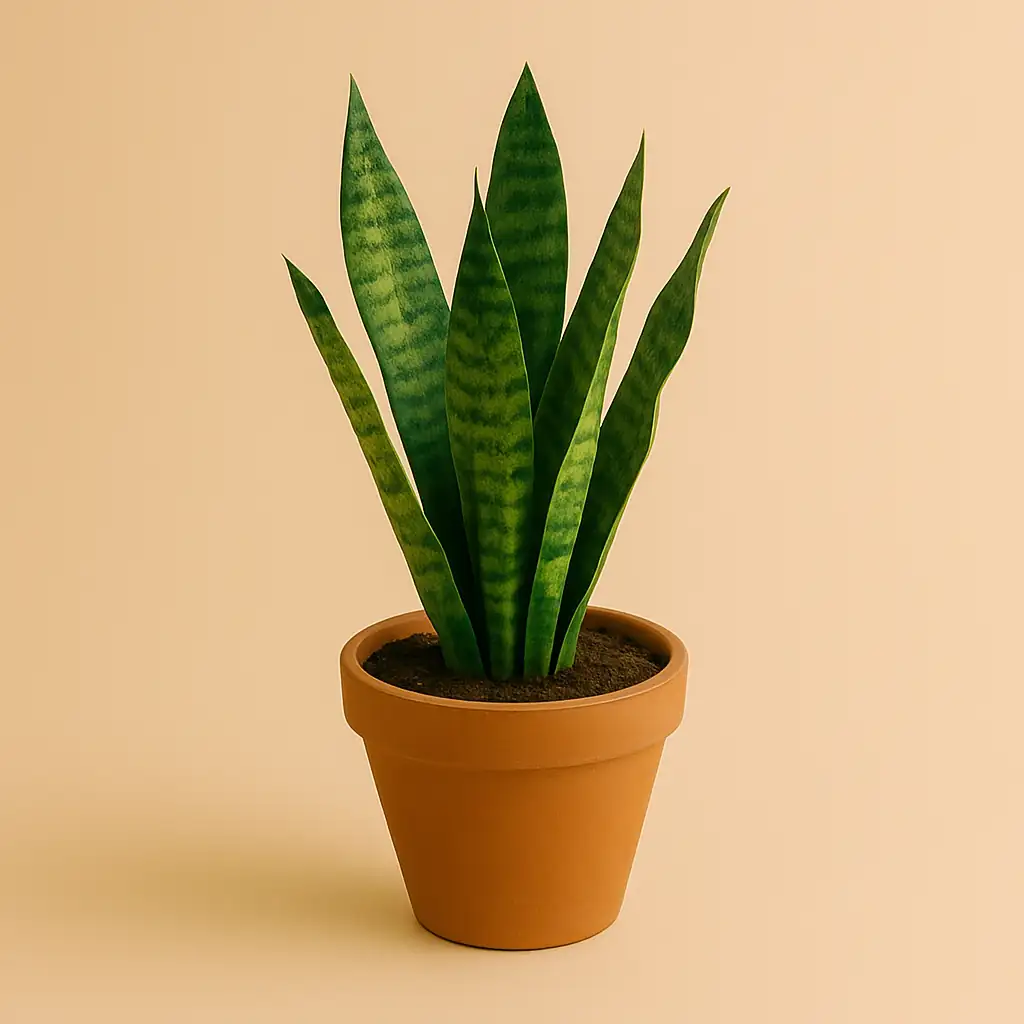 Plante verte en pot dans son état d’origine, avant tout emballage ou préparation pour l’expédition
